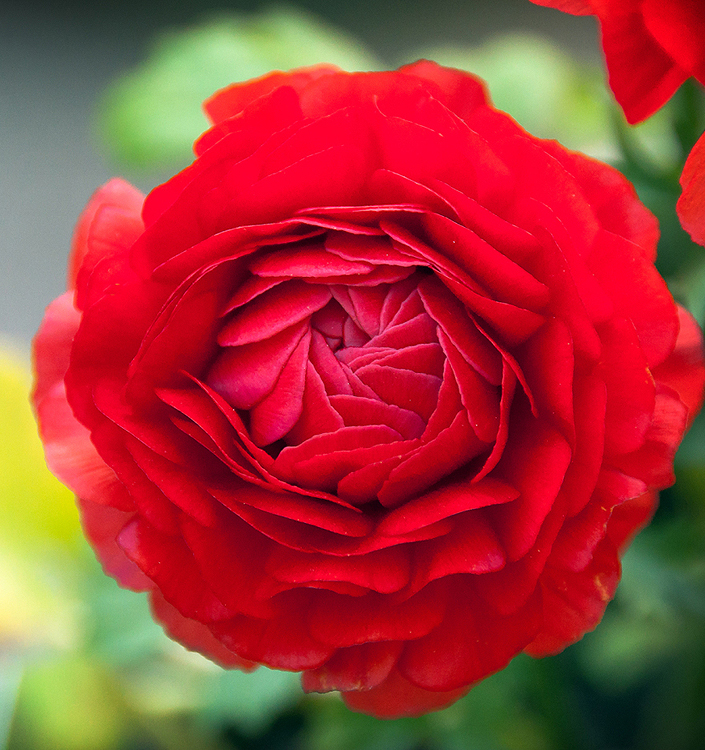 Ranunculus ibrido a fiori rossi (AVIV RED)
