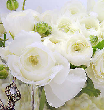 Ranunculus ibrido a fiori bianchi (AVIV WHITE)