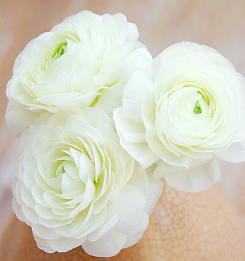 Ranunculus ibrido a fiori bianchi (AVIV WHITE)