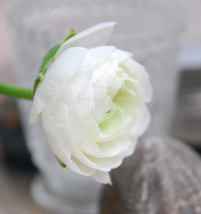 Ranunculus ibrido a fiori bianchi (AVIV WHITE)