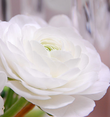 Ranunculus ibrido a fiori bianchi (AVIV WHITE)