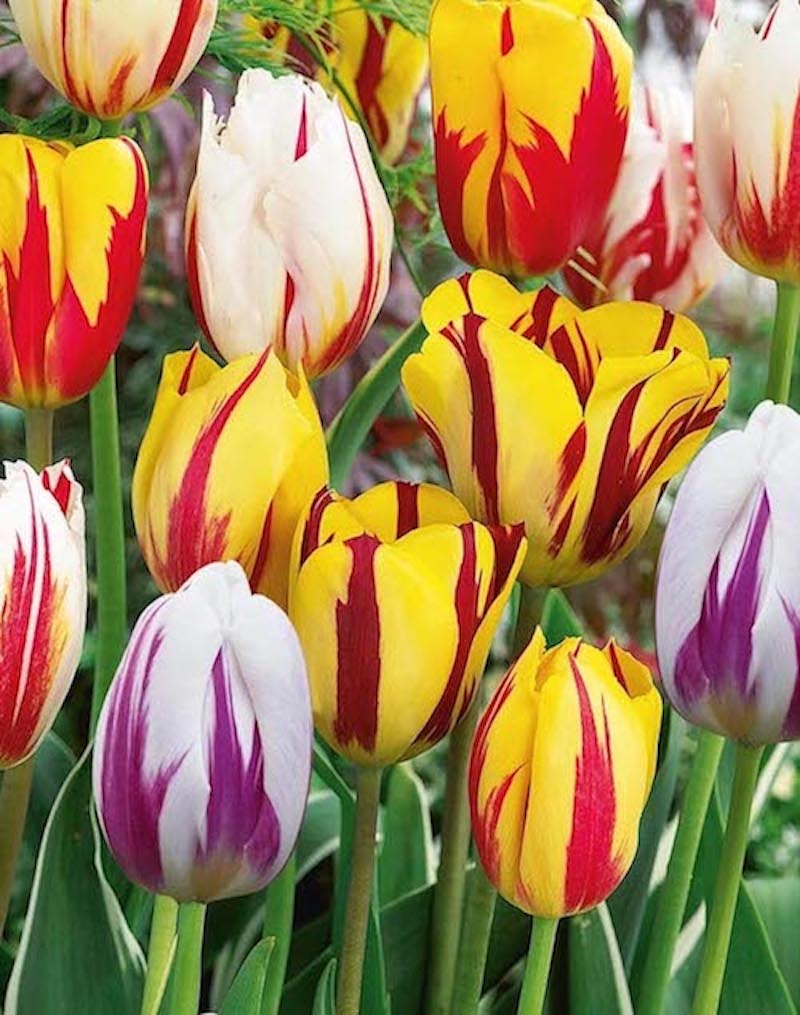 Tulipa - Gruppo 09 (Rembrandt) Rembrandt in miscuglio