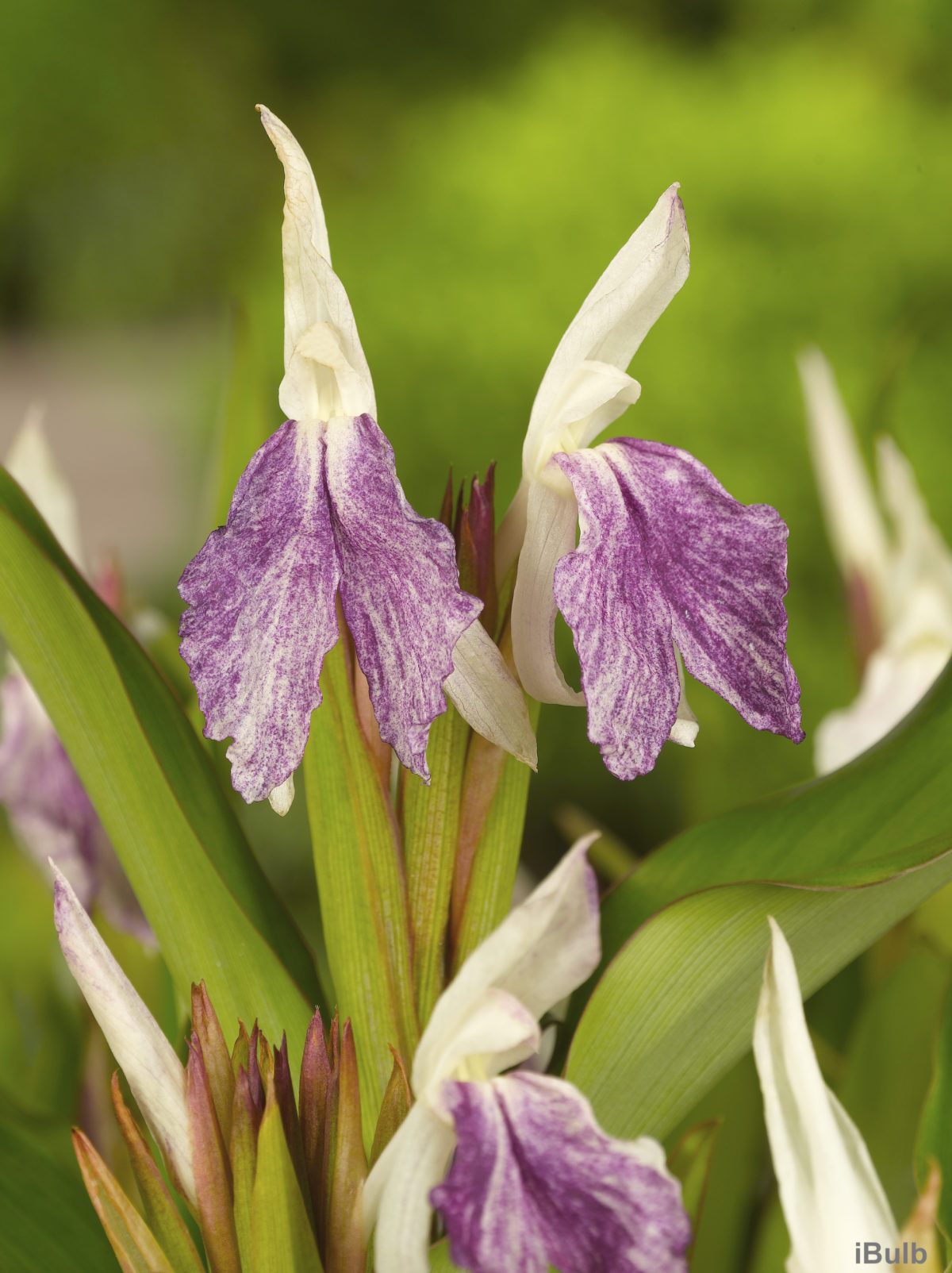 Roscoea beesiana