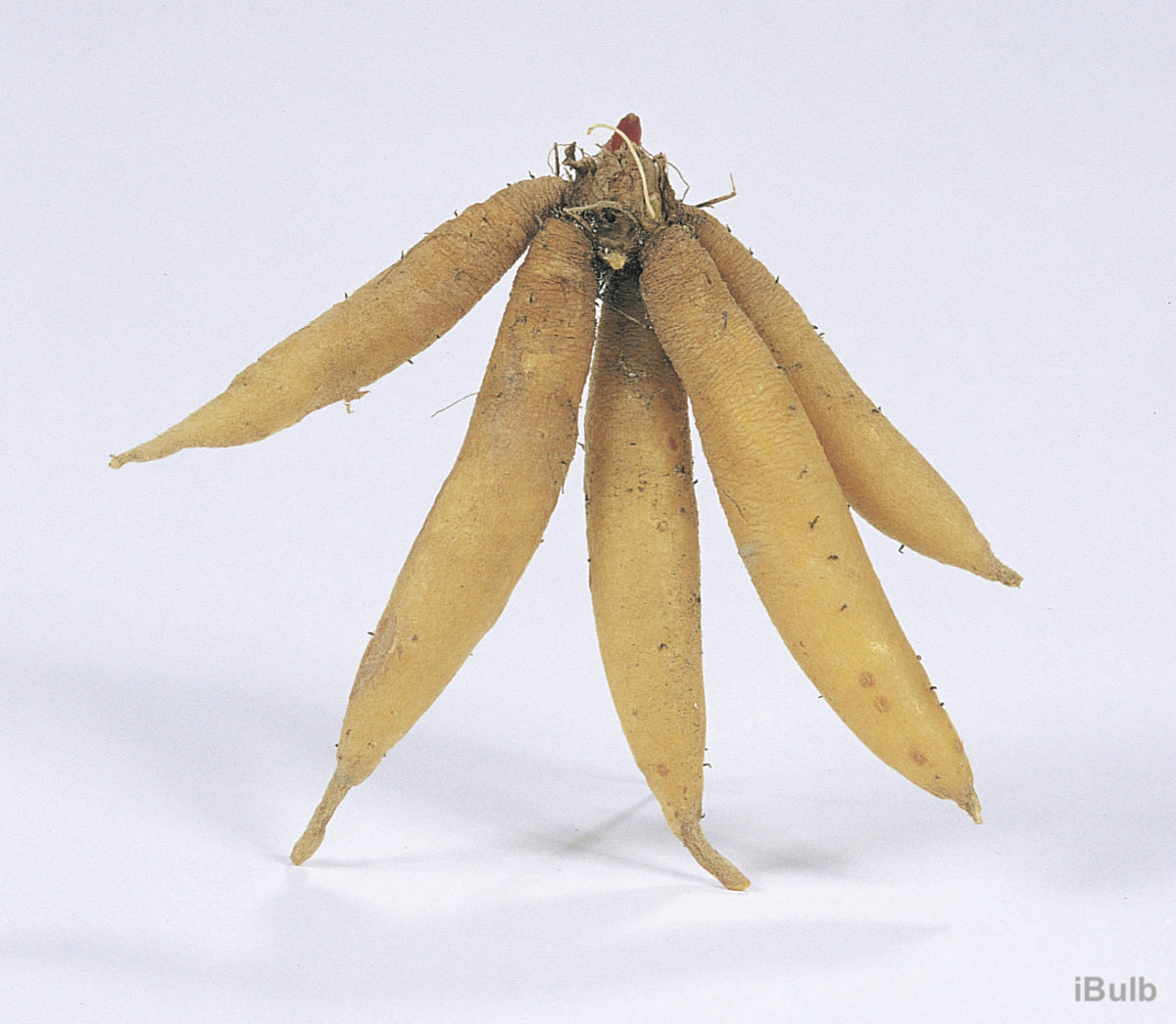 Roscoea beesiana