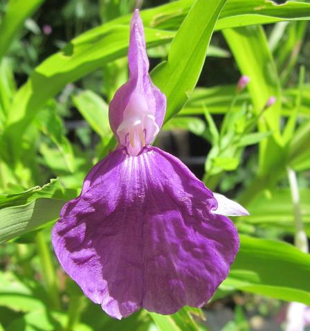 Roscoea auriculata