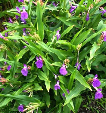 Roscoea auriculata