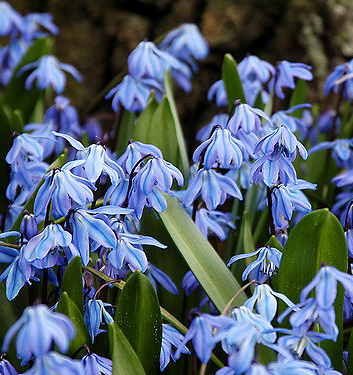 Scilla siberica