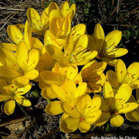Catalogo 5 FIORITURE AUTUNNALI