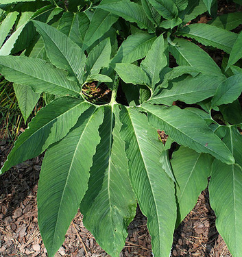 Sauromatum venosum