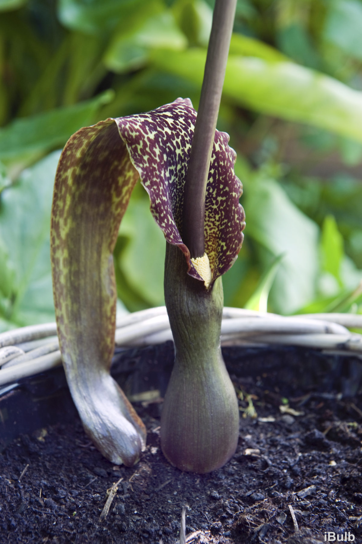 Sauromatum venosum