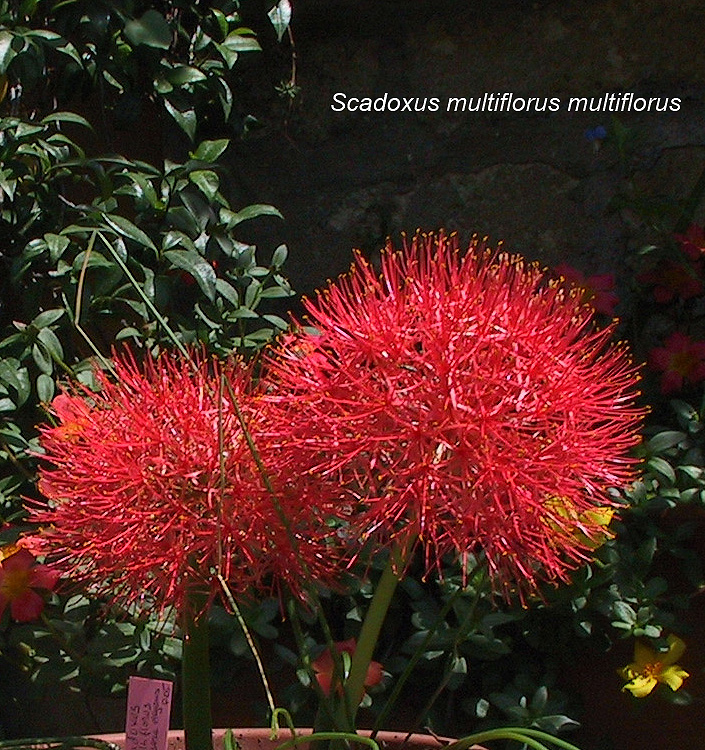 Scadoxus multiflorus multiflorus