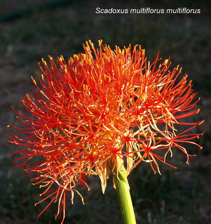 Scadoxus multiflorus multiflorus