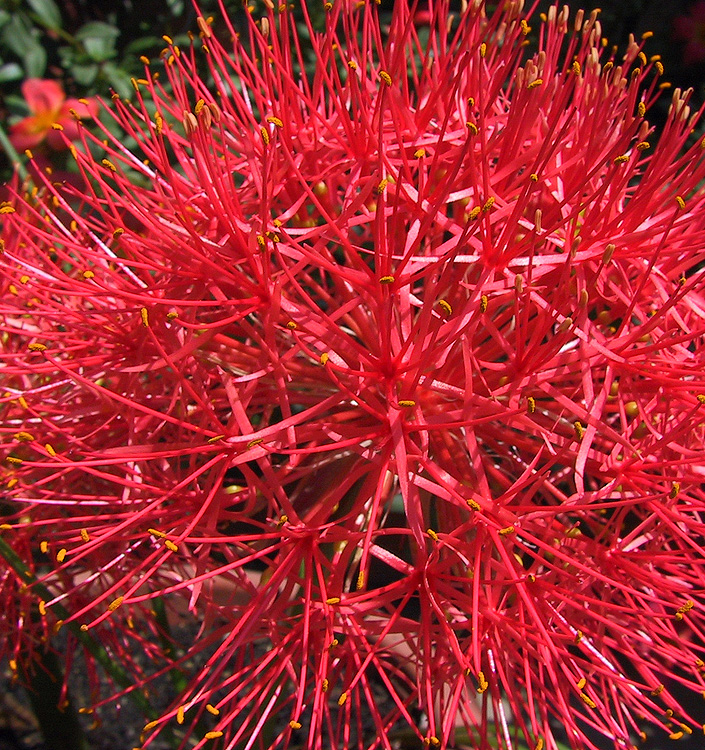 Scadoxus multiflorus multiflorus
