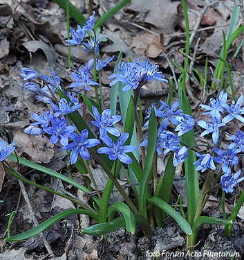 Scilla bifolia 'Azurea'