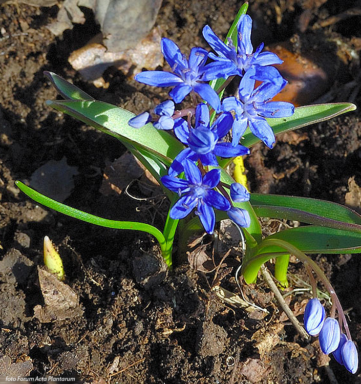 Scilla bifolia 'Azurea'