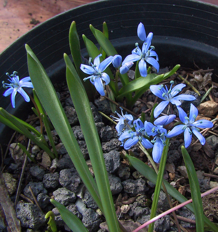 Scilla bifolia 'Azurea'