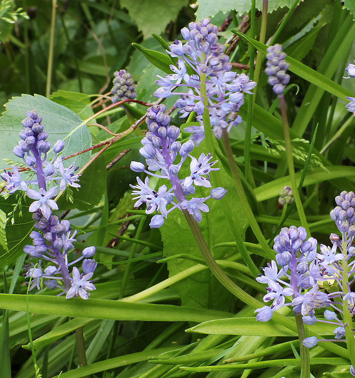 Scilla litardierei (amethystina)