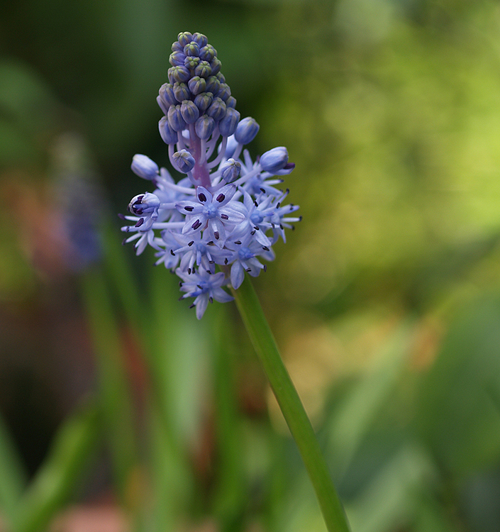 Scilla litardierei (amethystina)