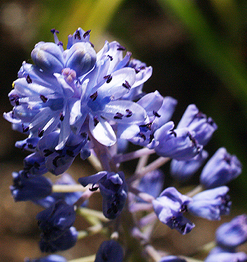 Scilla litardierei (amethystina)