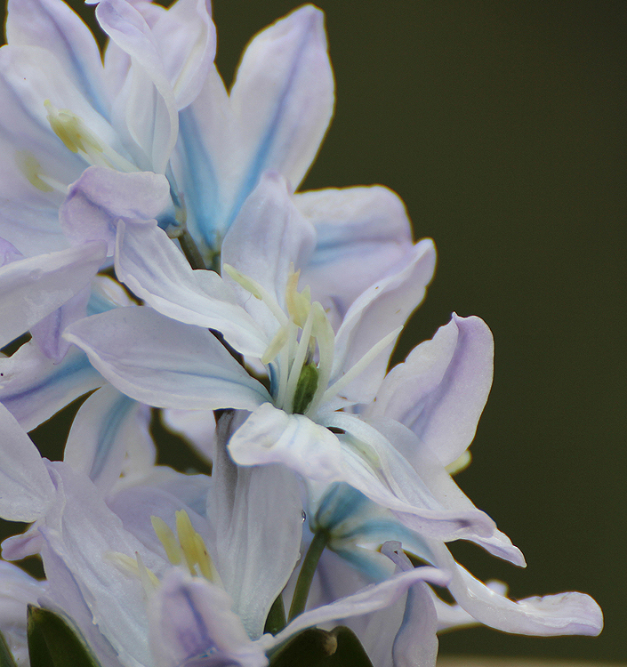 Scilla mischtschenkoana (tubergeniana)