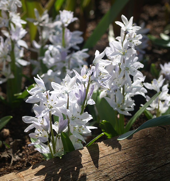 Scilla mischtschenkoana (tubergeniana)