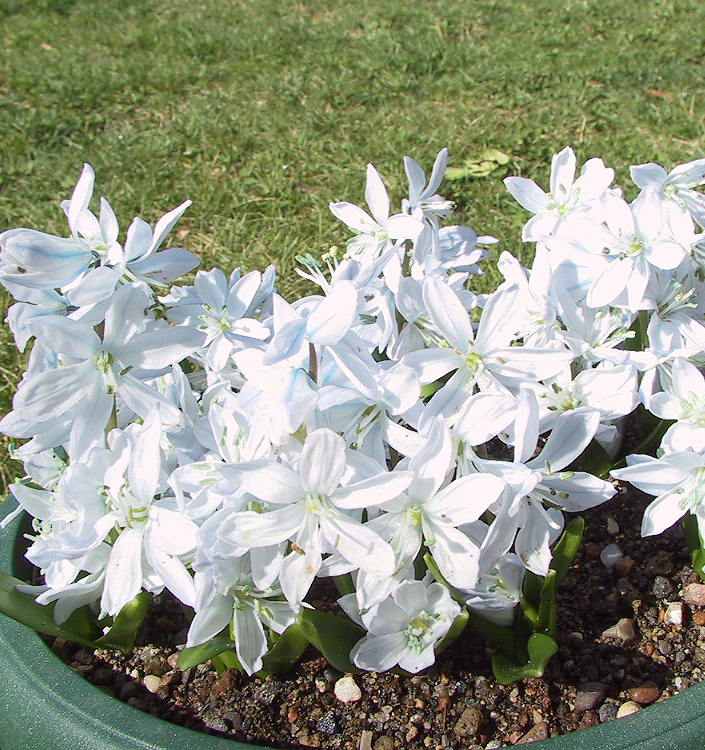 Scilla mischtschenkoana (tubergeniana)