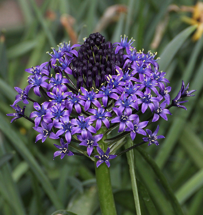 Scilla peruviana