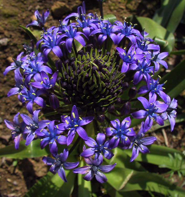 Scilla peruviana