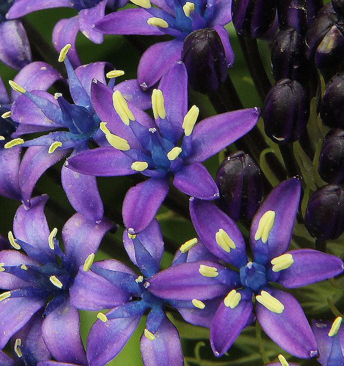 Scilla peruviana