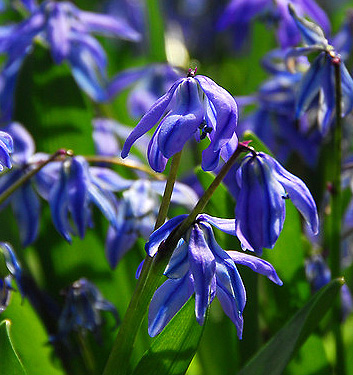 Scilla siberica