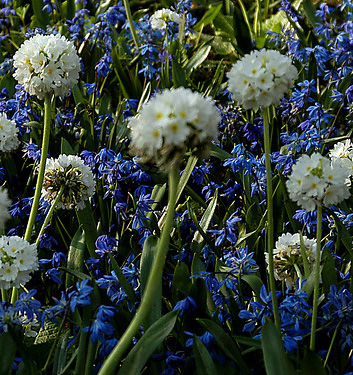 Scilla siberica SPRING BEAUTY