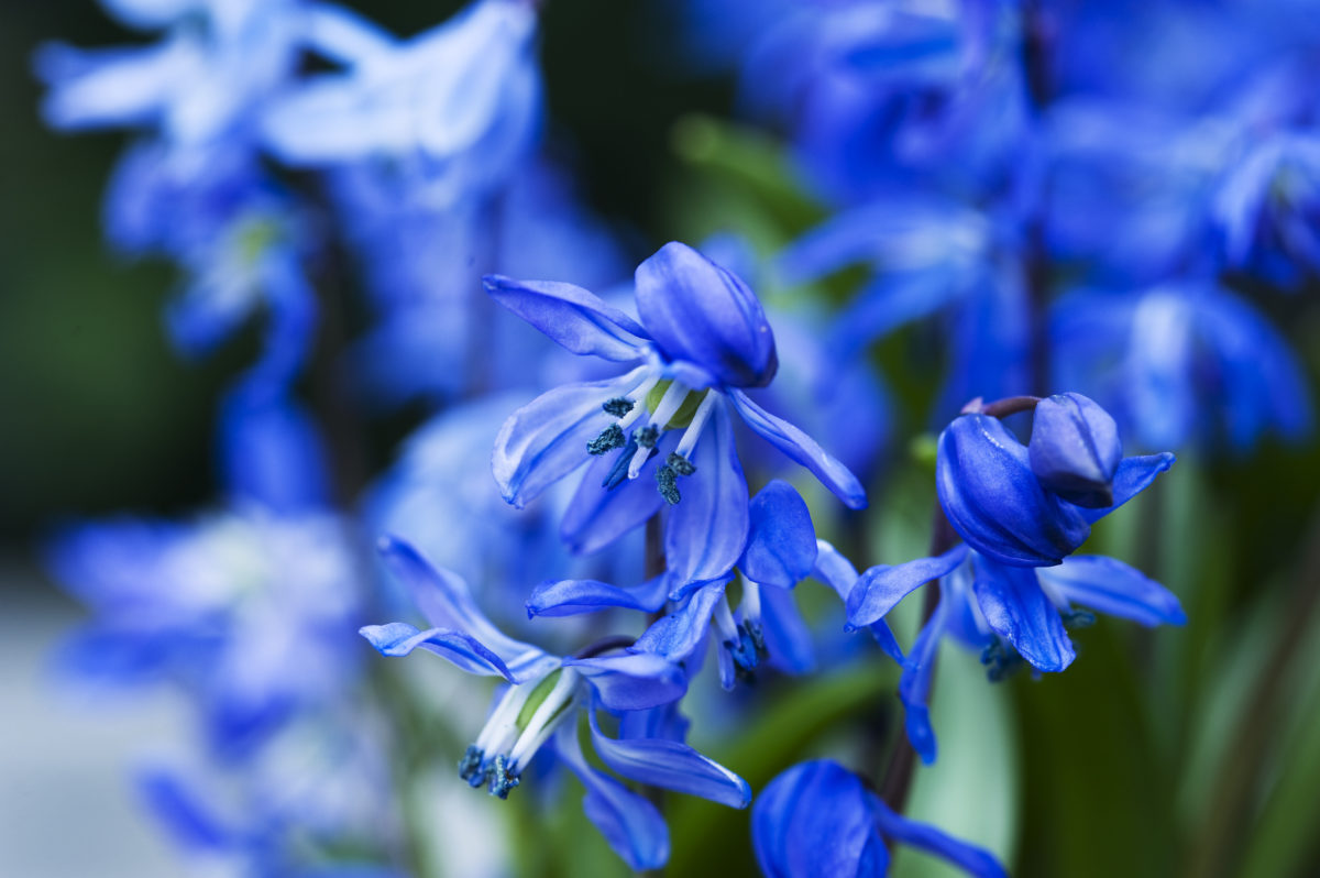 Scilla siberica SPRING BEAUTY
