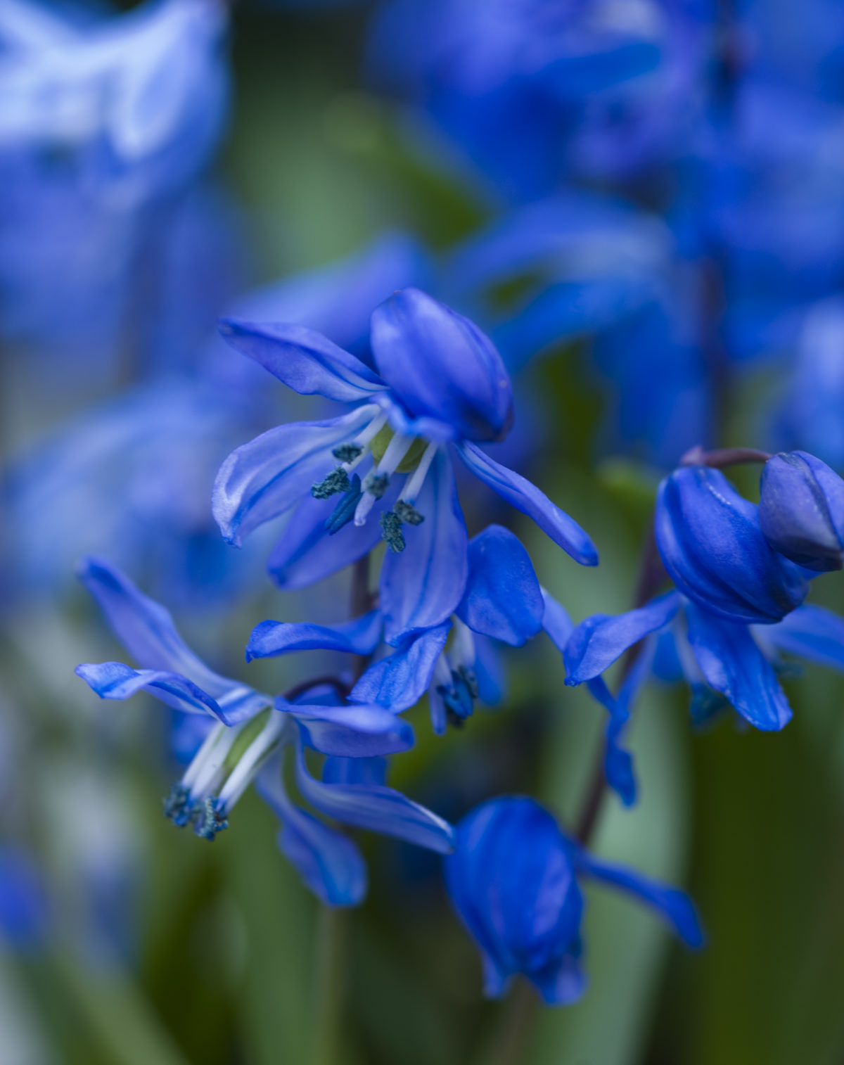 Scilla siberica SPRING BEAUTY
