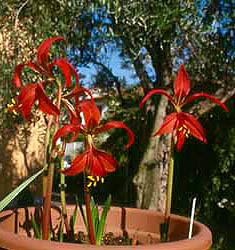 Sprekelia formosissima
