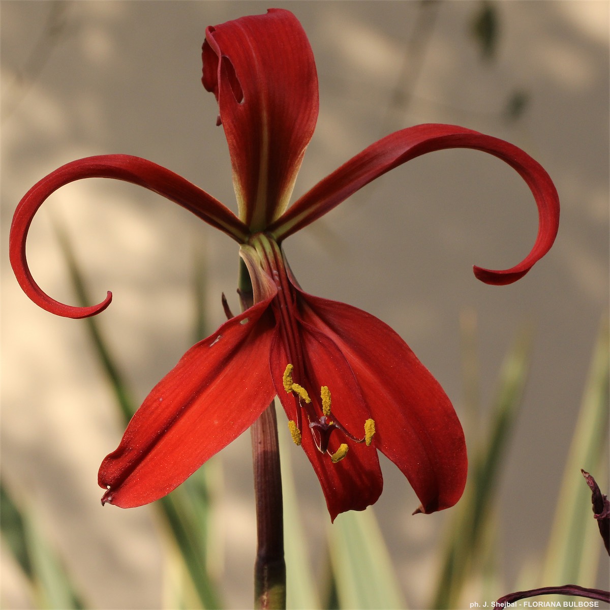 Sprekelia formosissima