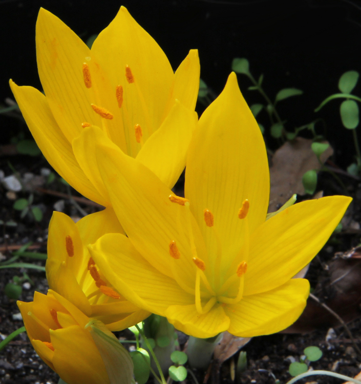 Sternbergia lutea