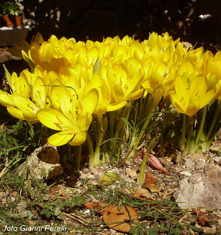 Sternbergia lutea