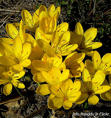 Sternbergia lutea