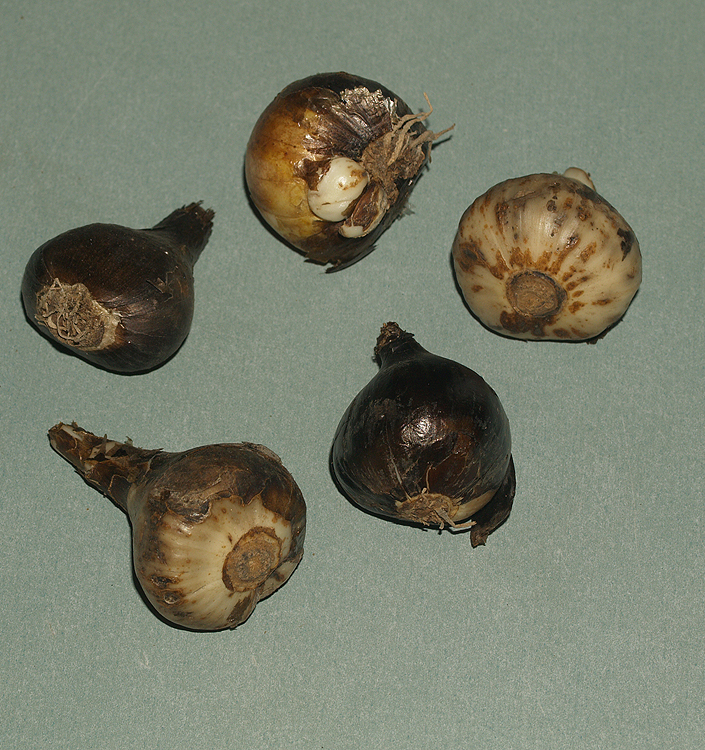 Sternbergia lutea