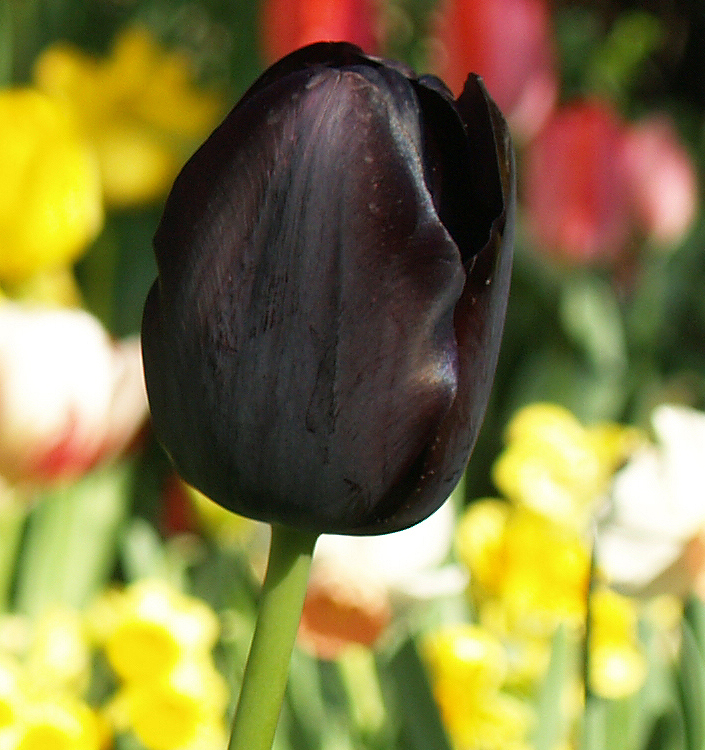 Tulipa - Gruppo 05 (tardivi semplici) QUEEN OF NIGHT