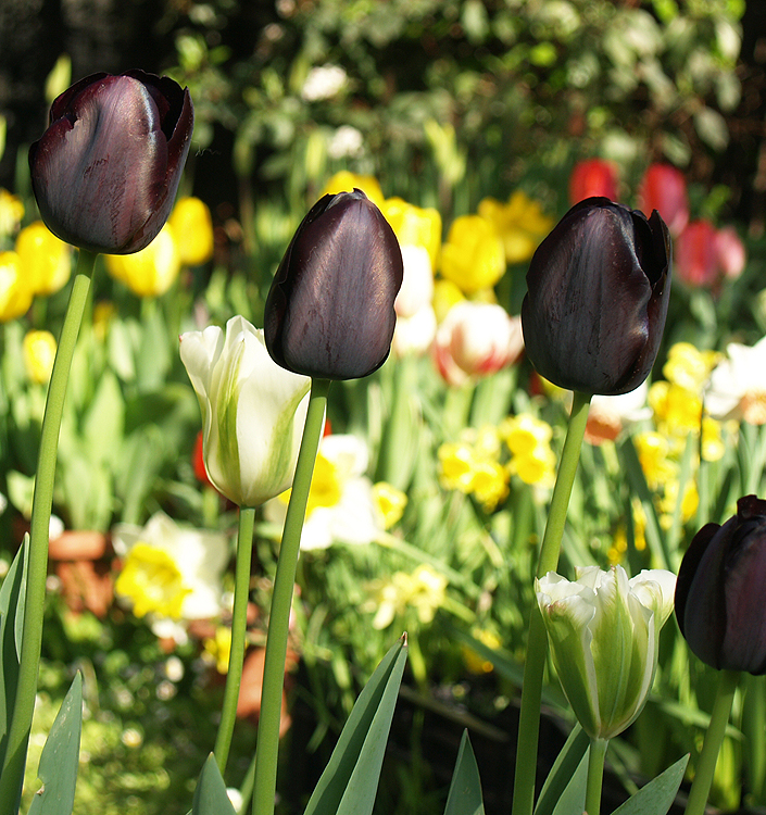 Tulipa - Gruppo 05 (tardivi semplici) QUEEN OF NIGHT