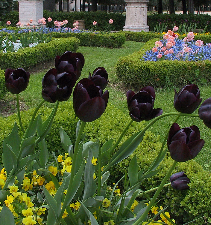 Tulipa - Gruppo 05 (tardivi semplici) QUEEN OF NIGHT
