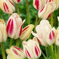 Tulipa - Gruppo 14 (greigii)