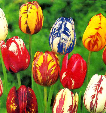 Tulipa - Gruppo 09 (Rembrandt) Rembrandt in miscuglio
