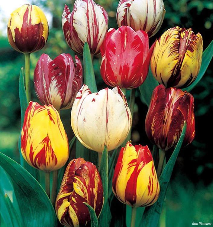 Tulipa - Gruppo 09 (Rembrandt) Rembrandt in miscuglio