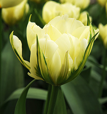 Tulipa - Gruppo 2 (precoci doppi) WHITE VALLEY (Exotic Emperor)