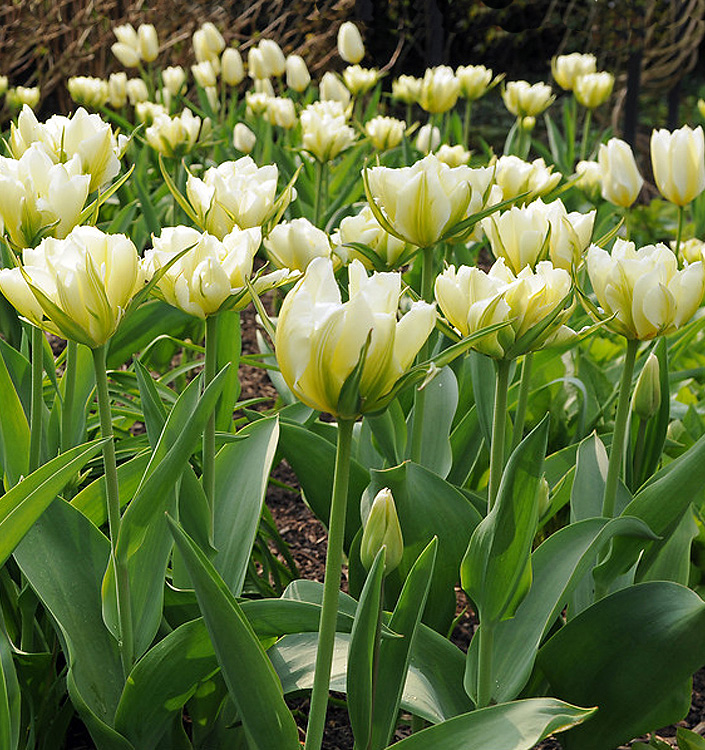 Tulipa - Gruppo 2 (precoci doppi) WHITE VALLEY (Exotic Emperor)