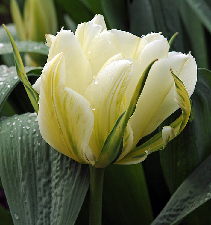 Tulipa - Gruppo 2 (precoci doppi) WHITE VALLEY (Exotic Emperor)