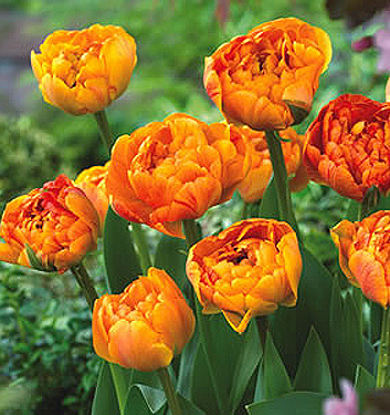 Tulipa - Gruppo 11 (tardivi doppi) SUNLOVER