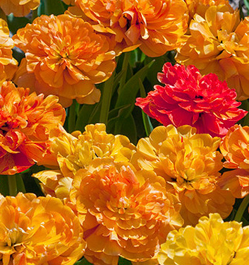 Tulipa - Gruppo 11 (tardivi doppi) SUNLOVER